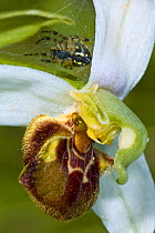 Bee orchid (Ophrys apifera) showing opportunistic spider on web alongside flower ready to trap insect visitors, Italy
