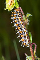 Caterpillar larva of Meadow / Spotted fritillary butterfly (Melitaea didyma) Italy