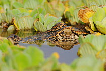 American Alligator (Alligator mississippiensis) with head partially submerged, amongst Water Lettuce (Pistia stratiotes) Fennessey Ranch, Refugio, Coastal Bend, Texas Coast, USA
