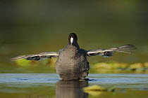 American Coot (Fulica americana) flapping wings on water, Fennessey Ranch, Refugio, Coastal Bend, Texas Coast, USA