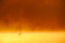 American Coot (Fulica americana) on water at sunrise, with mist. Fennessey Ranch, Refugio, Coastal Bend, Texas Coast, USA