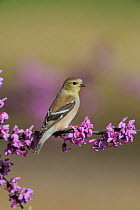 American Goldfinch (Carduelis tristis) perched on flowering Eastern Redbud tree (Cercis canadensis) Dinero, Lake Corpus Christi, South Texas, USA