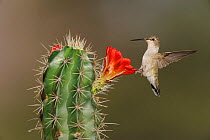 Black-chinned Hummingbird (Archilochus alexandri) feeding on Claret Cup Cactus (Echinocereus triglochidiatus) Chisos Basin, Chisos Mountains, Big Bend National Park, Chihuahuan Desert, West Texas, USA