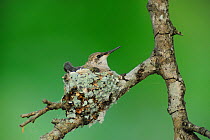 Black-chinned Hummingbird (Archilochus alexandri) on nest, New Braunfels, San Antonio, Hill Country, Central Texas, USA