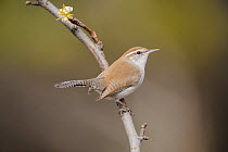 Bewick's Wren (Thryomanes bewickii) adult perched on branch, New Braunfels, San Antonio, Hill Country, Central Texas, USA