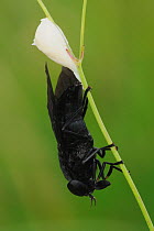 Close up of Black Horse fly (Tabanus atratus)female laying egg sac, Fennessey Ranch, Refugio, Corpus Christi, Coastal Bend, Texas Coast, USA