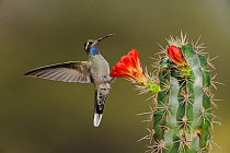 Blue-throated Hummingbird (Lampornis clemenciae) male feeding on flowering Claret Cup Cactus (Echinocereus triglochidiatus) Chisos Basin, Chisos Mountains, Big Bend National Park, Chihuahuan Desert, W...