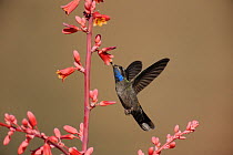 Blue-throated Hummingbird (Lampornis clemenciae) male in flight feeding on Red Yucca (Hesperaloe parviflora) Chisos Basin, Chisos Mountains, Big Bend National Park, Chihuahuan Desert, West Texas, USA
