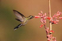 Blue-throated Hummingbird (Lampornis clemenciae) male in flight feeding on Red Yucca (Hesperaloe parviflora) Chisos Basin, Chisos Mountains, Big Bend National Park, Chihuahuan Desert, West Texas, USA
