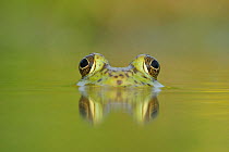 RF- Head portrait of Bullfrog (Rana catesbeiana) partially submerged in lake, Fennessey Ranch, Refugio, Coastal Bend, Texas Coast, USA. (This image may be licensed either as rights managed or royalty...