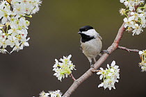 Carolina Chickadee (Poecile carolinensis), adult on blooming Mexican Plum (Prunus mexicana) New Braunfels, San Antonio, Hill Country, Central Texas, USA