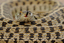 Checkered Garter Snake (Thamnophis marcianus marcianus) coiled with tongue protruding. Fennessey Ranch, Refugio, Corpus Christi, Coastal Bend, Texas Coast, USA