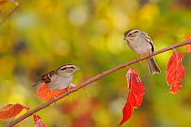 Chipping Sparrows (Spizella passerina) perched on Crape Myrtle (Lagerstroemia) New Braunfels, San Antonio, Hill Country, Central Texas, USA