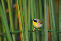Common Yellowthroat (Geothlypis trichas) perched in reeds, Fennessey Ranch, Refugio, Corpus Christi, Coastal Bend, Texas Coast, USA
