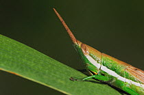 Close up of Cattail Toothpick Grasshopper (Leptysma marginicollis) Fennessey Ranch, Refugio, Coastal Bend, Texas, USA