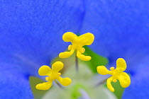 RF- White Mouth Dayflower (Commelina erecta) detail of stamen, Fennessey Ranch, Refugio, Coastal Bend, Texas, USA. (This image may be licensed either as rights managed or royalty free.)