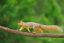 Eastern Fox Squirrel (Sciurus niger) walking along branch, Fennessey Ranch, Refugio, Coastal Bend, Texas Coast, USA