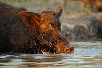 Feral Pig (Sus scrofa) boar drinking from pond, Fennessey Ranch, Refugio, Corpus Christi, Coastal Bend, Texas Coast, USA