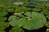 Gulf Coast Ribbon Snake (Thamnophis proximus orarius) basking on lily pad of American Lotus (Nelumbo lutea) Fennessey Ranch, Refugio, Corpus Christi, Coastal Bend, Texas Coast, USA