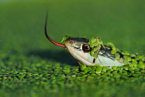 Head portrait of Gulf Coast Ribbon snake (Thamnophis proximus orarius) covered in duckweed and swimming, with tongue protruding,  Fennessey Ranch, Refugio, Corpus Christi, Coastal Bend, Texas Coast, U...