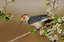 Golden-fronted Woodpecker (Melanerpes aurifrons) male, perched on branch with blossom, Sinton, Corpus Christi, Coastal Bend, Texas Coast, USA