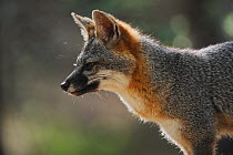 Eastern Grey fox (Urocyon cinereoargenteus) in profile, New Braunfels, San Antonio, Hill Country, Central Texas, USA