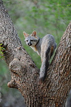 Eastern Grey fox (Urocyon cinereoargenteus)  climbing Cedar Elm (Ulmus crassifolia) New Braunfels, San Antonio, Hill Country, Central Texas, USA