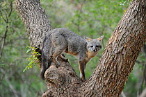 Eastern Grey fox (Urocyon cinereoargenteus) climbing Cedar Elm (Ulmus crassifolia) New Braunfels, San Antonio, Hill Country, Central Texas, USA