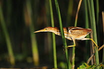Least Bittern (Ixobrychus exilus) climbing through reeds, Fennessey Ranch, Refugio, Coastal Bend, Texas Coast, USA