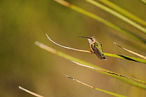Lucifer Hummingbird (Calothorax lucifer) female perched on Green Sotol (Dasylirion liophyllum) Chisos Basin, Chisos Mountains, Big Bend National Park, Chihuahuan Desert, West Texas, USA