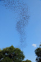 Mexican Free-tailed Bats (Tadarida brasiliensis) swarming in flight, Bracken Cave, San Antonio, Hill Country, Central Texas, USA