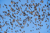 Mexican Free-tailed Bats (Tadarida brasiliensis) swarming in flight, Bracken Cave, San Antonio, Hill Country, Central Texas, USA