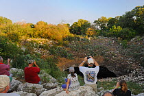 Tourists watching Mexican Free-tailed Bats (Tadarida brasiliensis) emerging from cave, Bracken Cave, San Antonio, Hill Country, Central Texas, USA. February 2010
