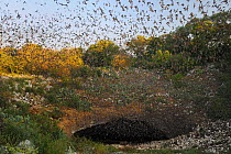 Mexican Free-tailed Bats (Tadarida brasiliensis) emerging from Bracken Cave at dusk, San Antonio, Hill Country, Central Texas, USA
