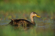 Mottled Duck (Anas fulvigula) male on water, Fennessey Ranch, Refugio, Corpus Christi, Coastal Bend, Texas Coast, USA