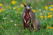 Nine-banded Armadillo (Dasypus novemcinctus) in wildflower meadow standing on hind legs, scent detecting, Fennessey Ranch, Refugio, Coastal Bend, Texas, USA