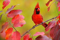 Northern Cardinal (Cardinalis cardinalis) male perched on branch of Crape Myrtle (Lagerstroemia) New Braunfels, San Antonio, Hill Country, Central Texas, USA