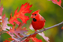 RF- Northern Cardinal (Cardinalis cardinalis) immature male perched on Texas Red Oak (Quercus Texana). New Braunfels, San Antonio, Hill Country, Central Texas, USA. (This image may be licensed either...