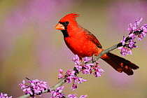 RF- Northern Cardinal (Cardinalis cardinalis) male perched on branch of flowering Eastern Redbud (Cercis canadensis). Dinero, Lake Corpus Christi, South Texas, USA. (This image may be licensed either...