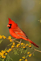 Northern Cardinal (Cardinalis cardinalis) male on flowering Huisache tree (Acacia farnesiana) Dinero, Lake Corpus Christi, South Texas, USA