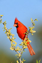 Northern Cardinal (Cardinalis cardinalis) male on flowering Blackbrush Acacia (Acacia rigidula) Dinero, Lake Corpus Christi, South Texas, USA