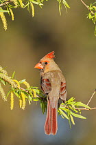 Northern Cardinal (Cardinalis cardinalis) female perched in Willow, Dinero, Lake Corpus Christi, South Texas, USA