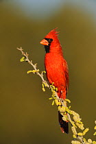 Northern Cardinal (Cardinalis cardinalis) male perched in flowering  Blackbrush Acacia (Acacia rigidula) Dinero, Lake Corpus Christi, South Texas, USA