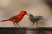 Northern Cardinal (Cardinalis cardinalis) male feeding young Brown-headed Cowbird (Molothrus ater) New Braunfels, San Antonio, Hill Country, Central Texas, USA