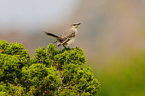 Northern Mockingbird (Mimus polyglottos) adult perched on Juniper, Chisos Basin, Chisos Mountains, Big Bend National Park, Chihuahuan Desert, West Texas, USA