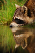 Northern Raccoon (Procyon lotor) drinking from wetland lake with reflections. Fennessey Ranch, Refugio, Coastal Bend, Texas Coast, USA