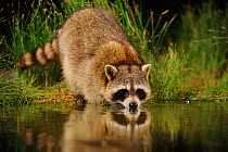 RF- Northern Raccoon (Procyon lotor) drinking from wetland lake. Fennessey Ranch, Refugio, Coastal Bend, Texas Coast, USA. (This image may be licensed either as rights managed or royalty free.)