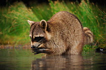 Northern Raccoon (Procyon lotor) feeding at edge of wetland lake. Fennessey Ranch, Refugio, Coastal Bend, Texas Coast, USA
