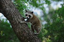 Juvenile Northern Raccoon (Procyon lotor) climbing Cedar Elm (Ulmus crassifolia) New Braunfels, San Antonio, Hill Country, Central Texas, USA