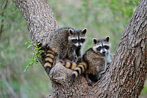 RF- Juvenile Northern Raccoons (Procyon lotor) climbing Cedar Elm (Ulmus crassifolia). New Braunfels, San Antonio, Hill Country, Central Texas, USA. (This image may be licensed either as rights manage...